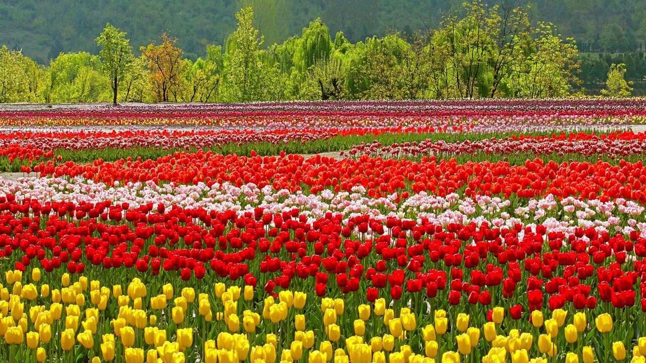 Tulip Garden 